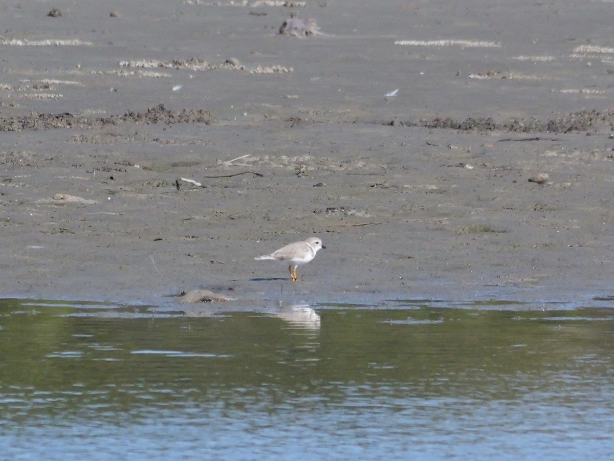 Piping Plover - ML646207595
