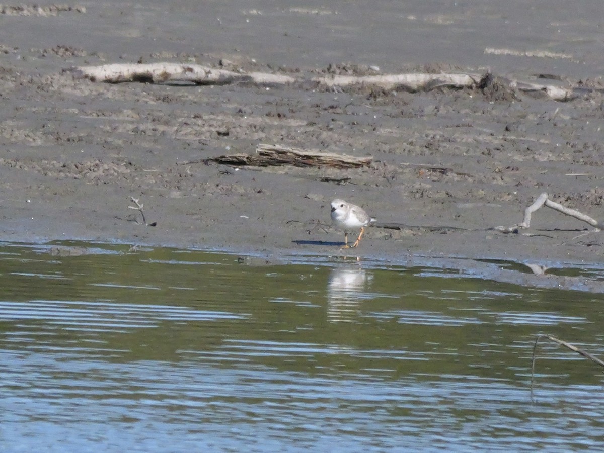 Piping Plover - ML646207598