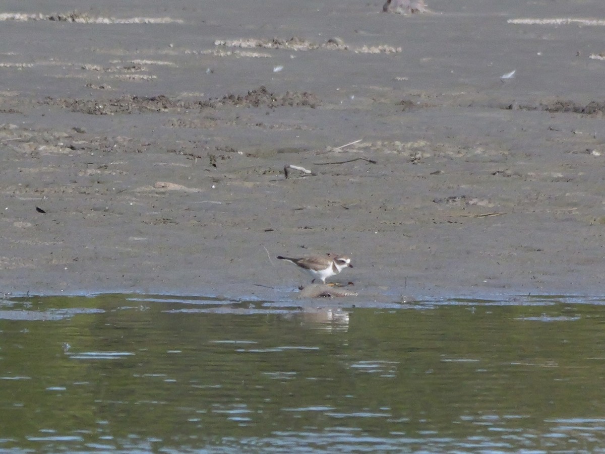 Semipalmated Plover - ML646207600