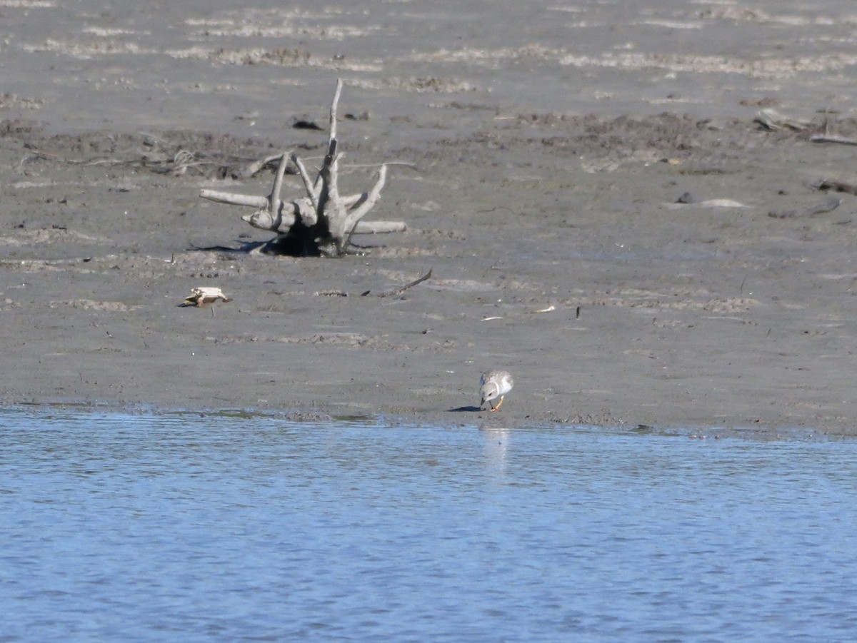 Piping Plover - ML646207601