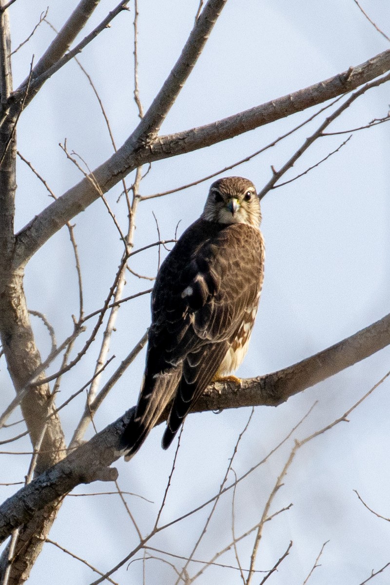 Merlin - ML646207602