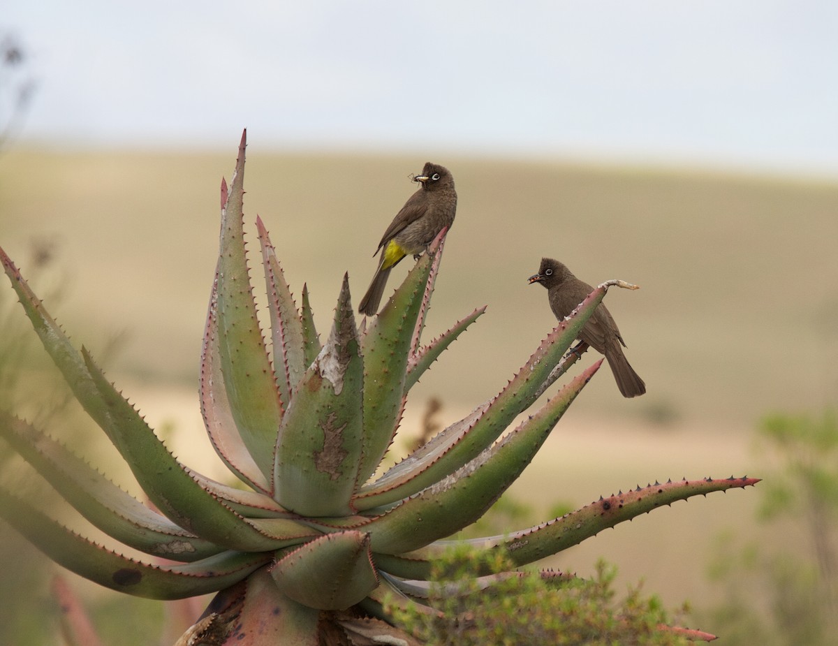 Cape Bulbul - ML64620761