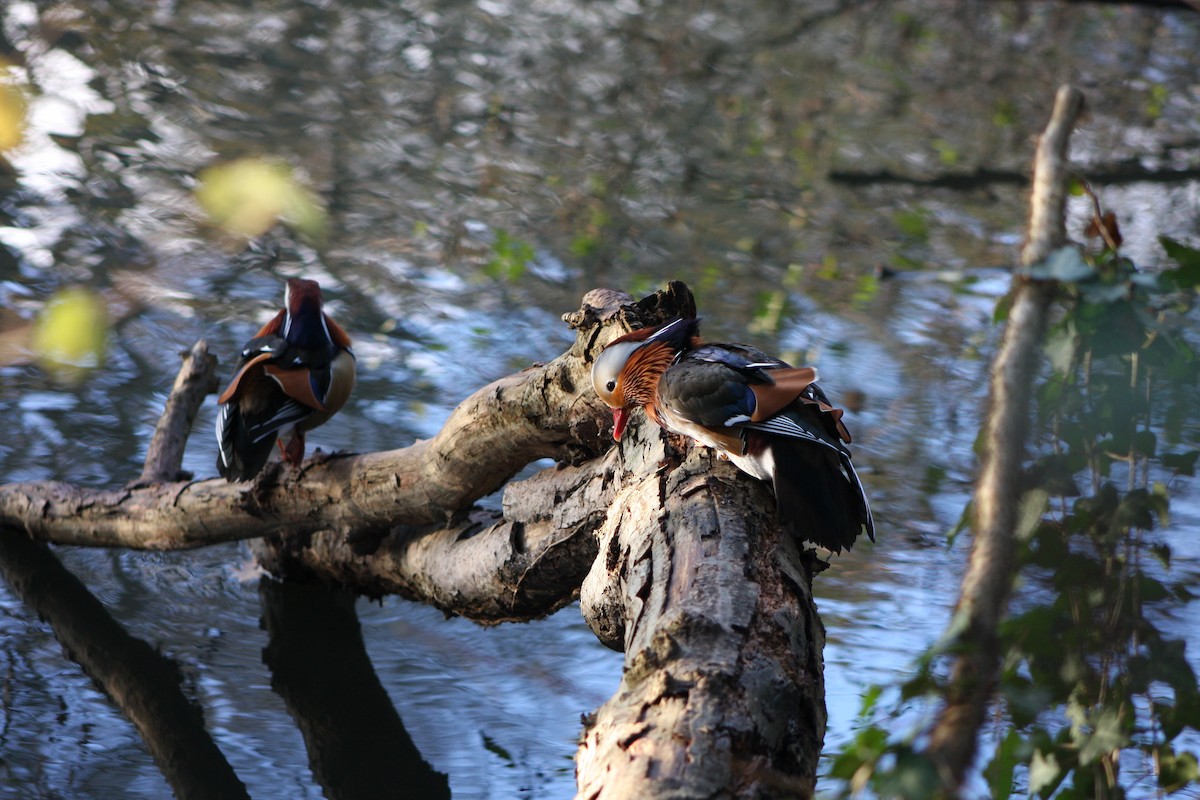 Mandarinente - ML646207610