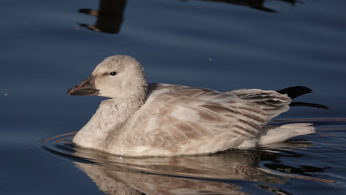 Snow Goose - ML646207613