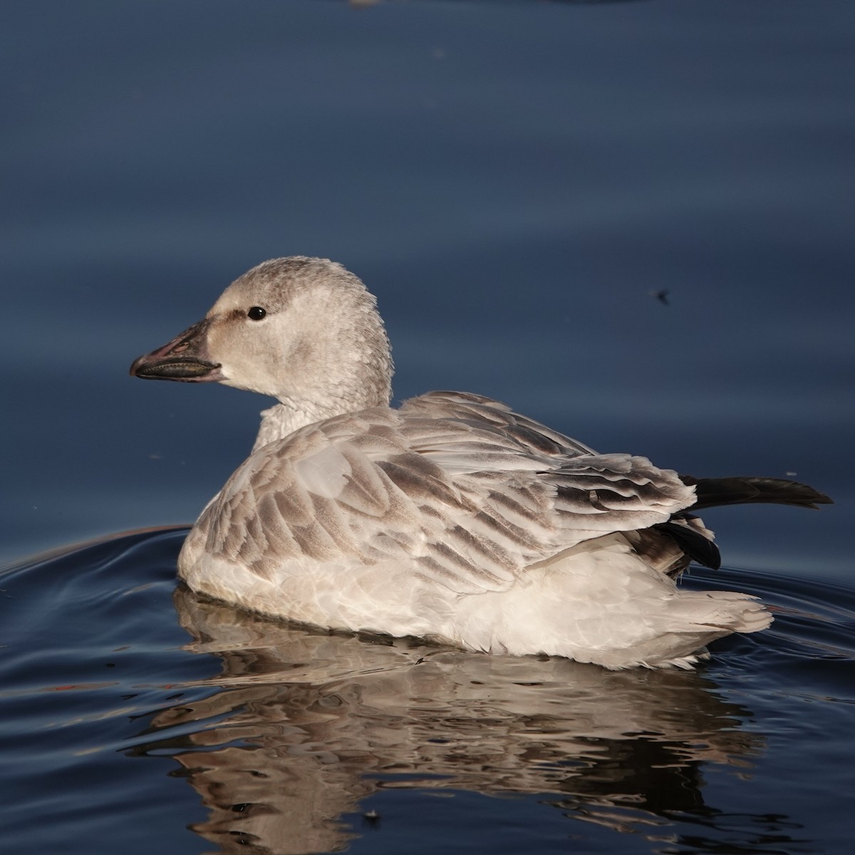 Snow Goose - ML646207614