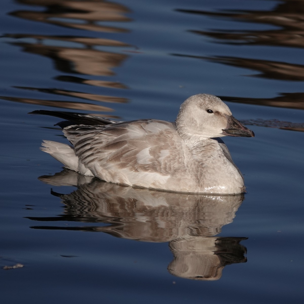 Snow Goose - ML646207615