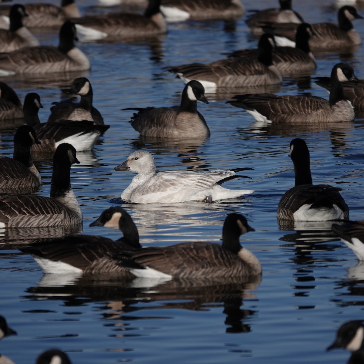 Snow Goose - ML646207617