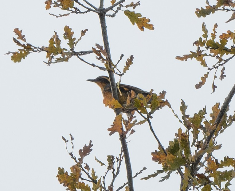 Varied Thrush - ML646207620