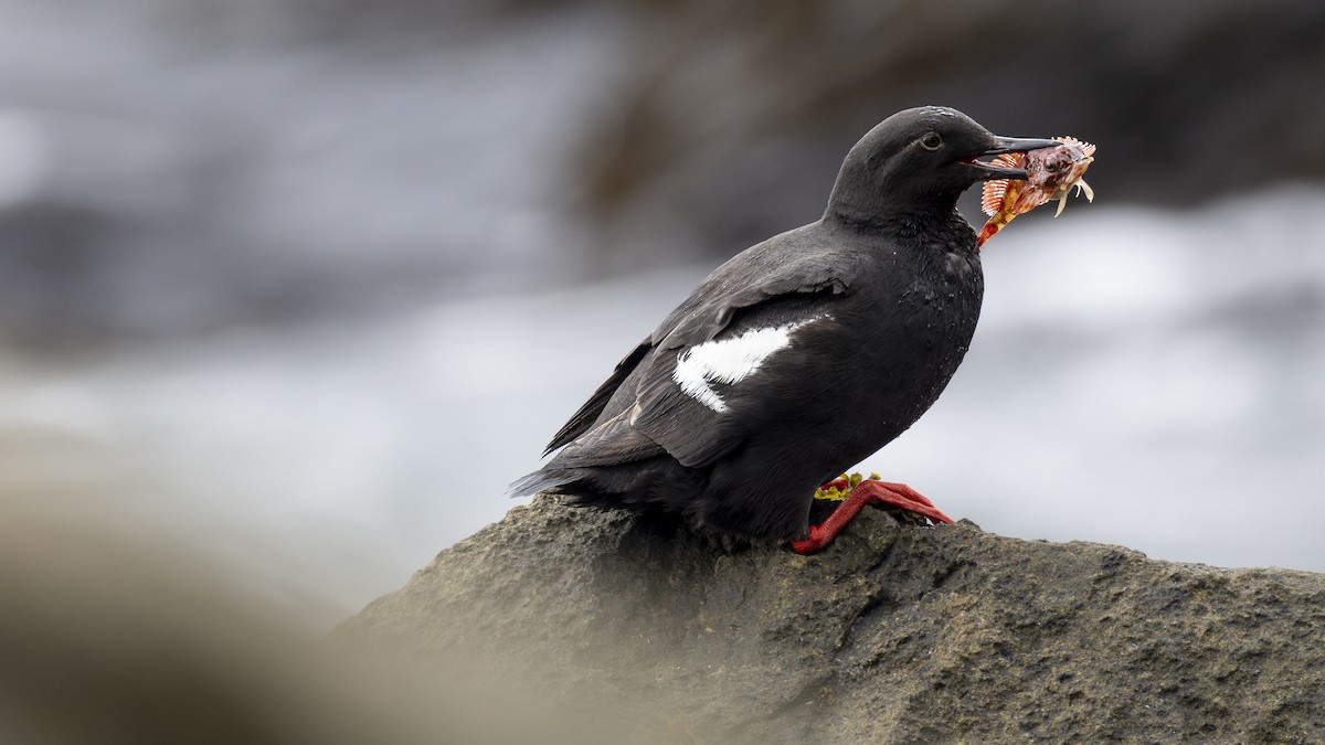Pigeon Guillemot - ML646207622