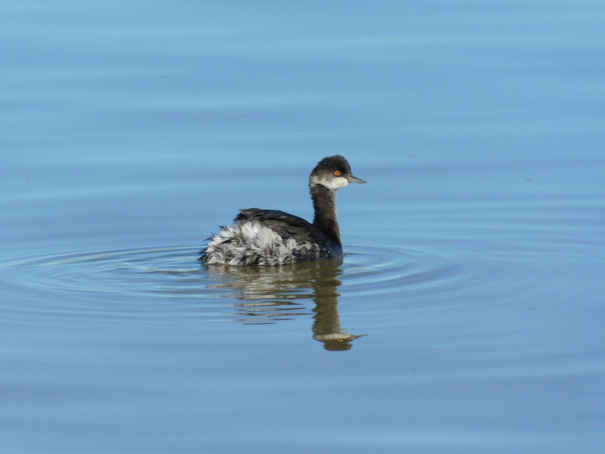 potápka černokrká - ML646207632