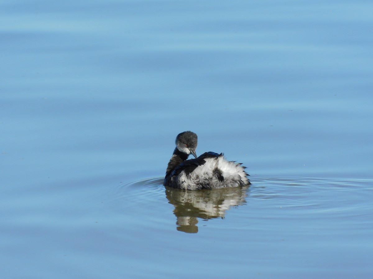 potápka černokrká - ML646207636