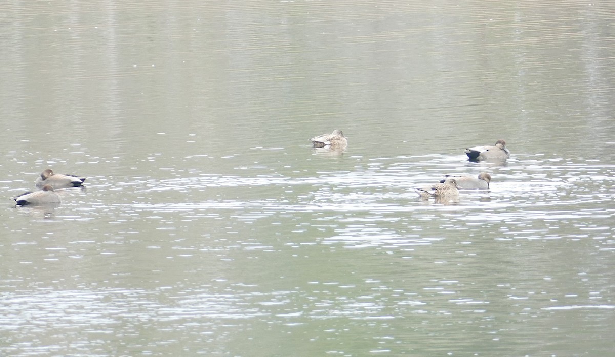 kopřivka obecná - ML646207640