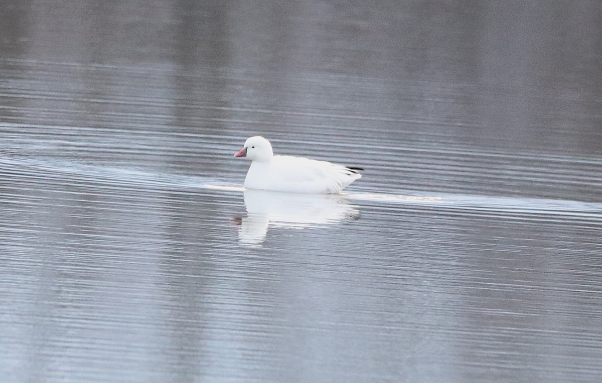 Ross's Goose - ML646207643