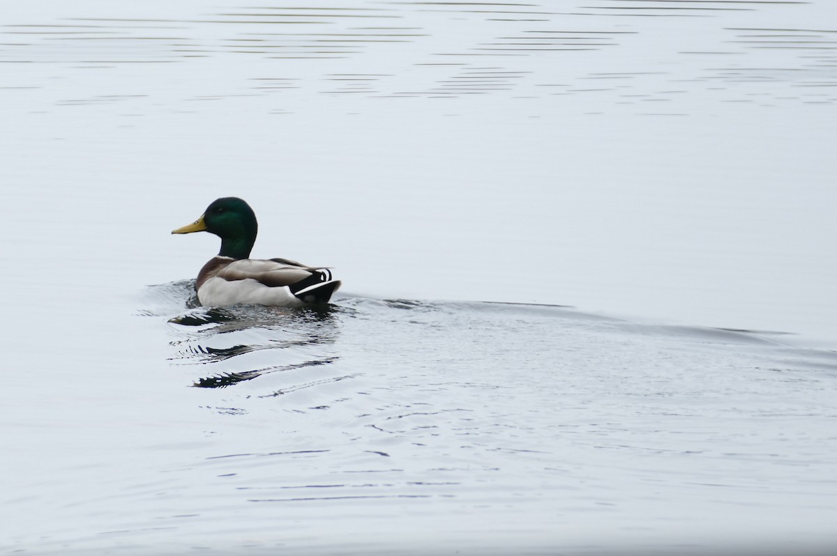 マガモ - ML646207644