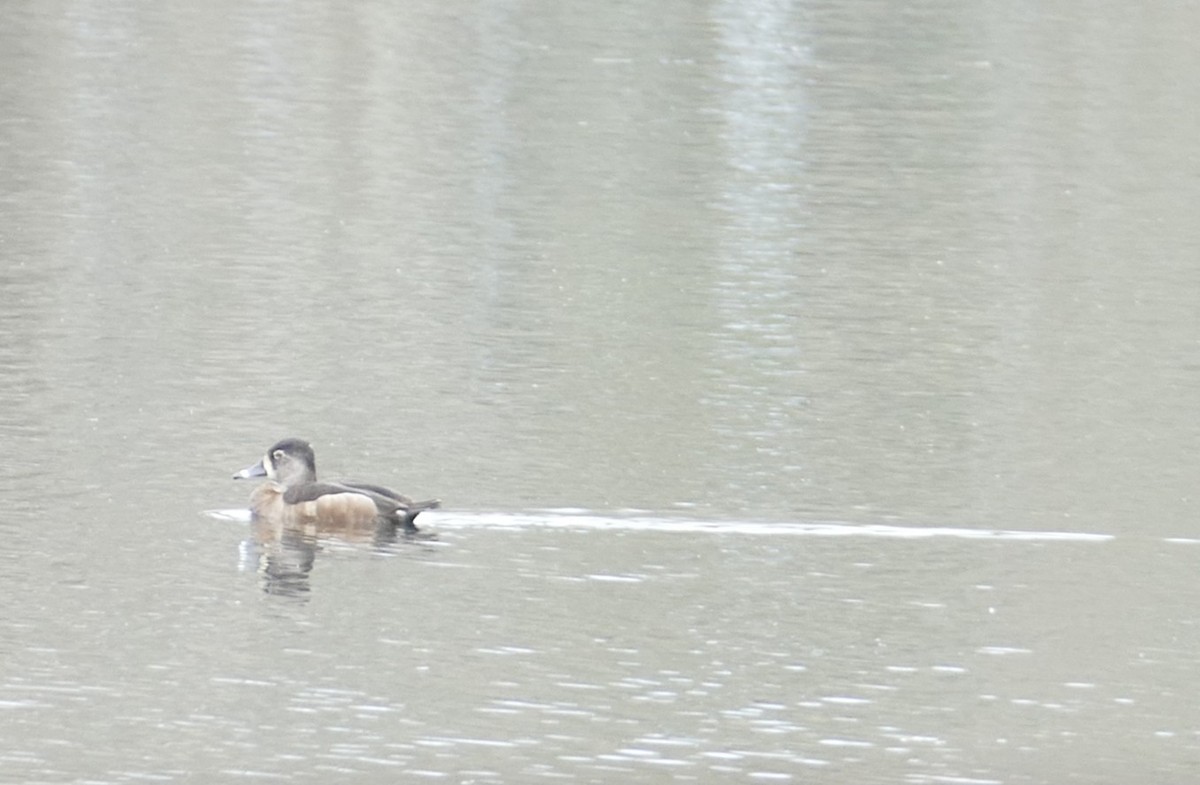 クビワキンクロ - ML646207651