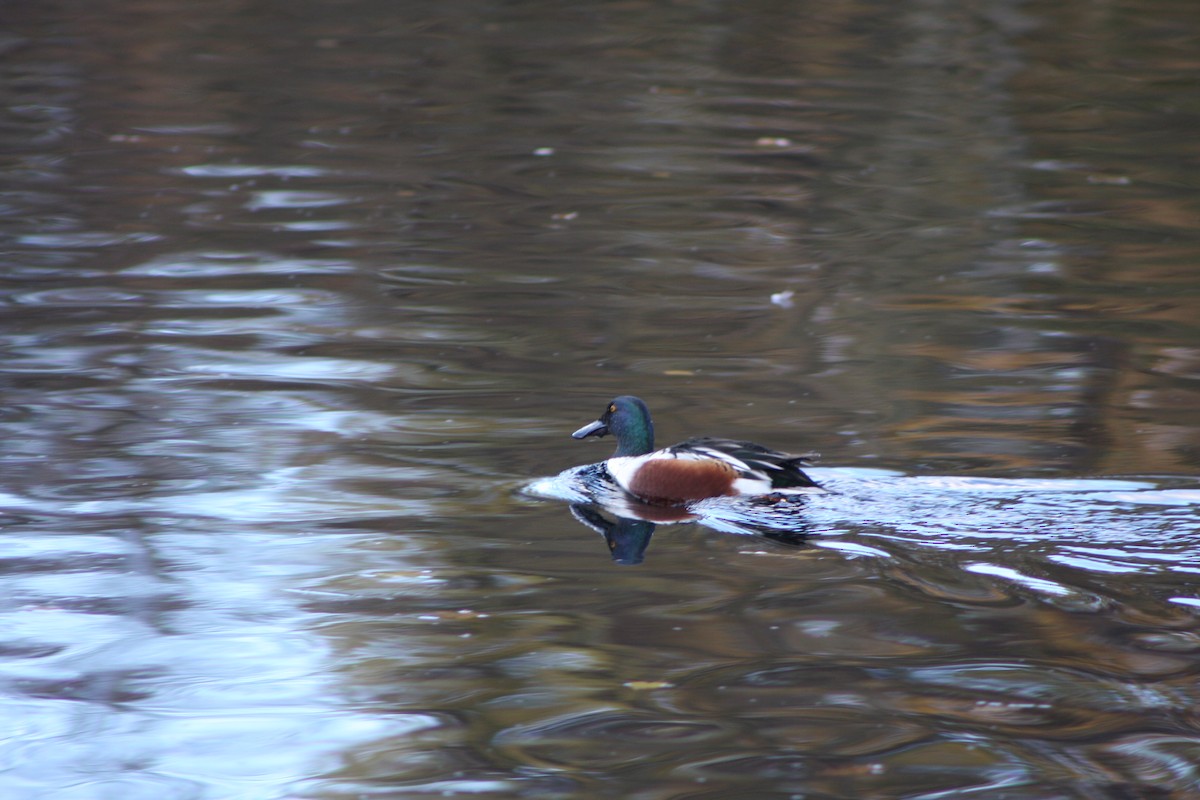 Northern Shoveler - ML646207654