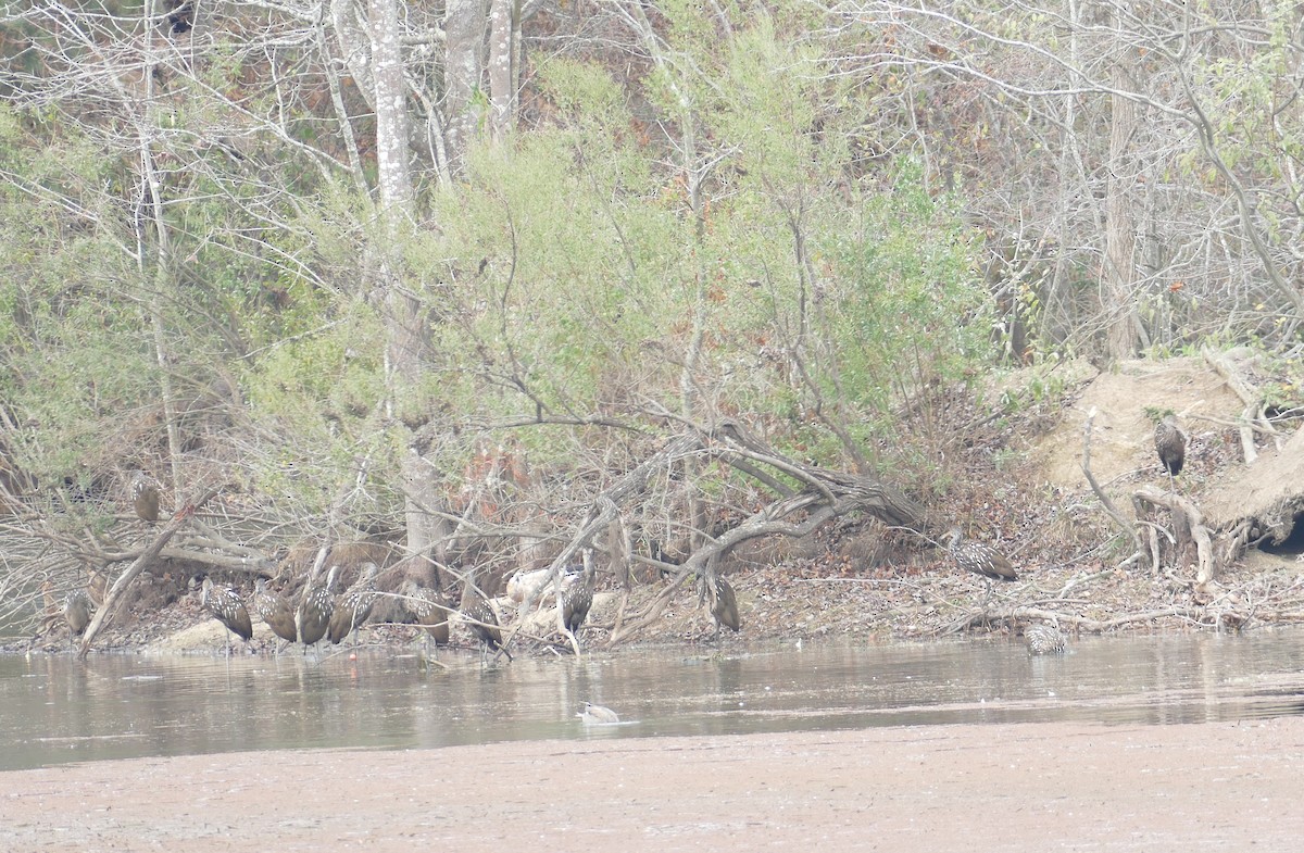 ツルモドキ - ML646207655