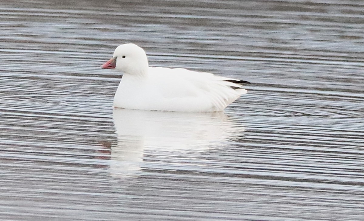 Ross's Goose - ML646207657