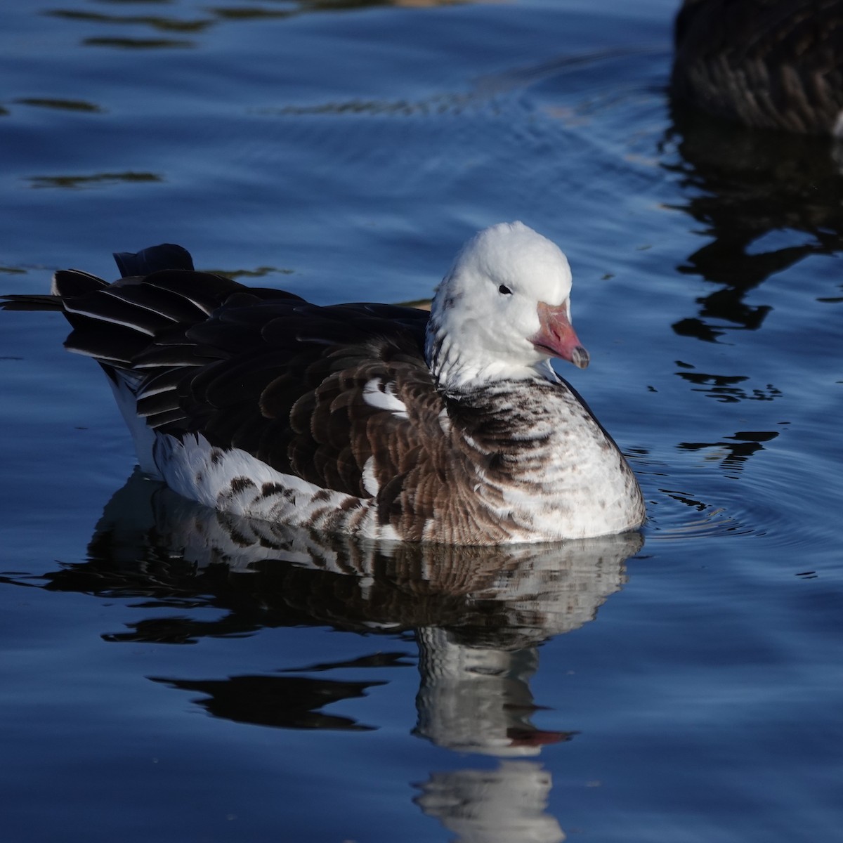 Ross's Goose - ML646207661