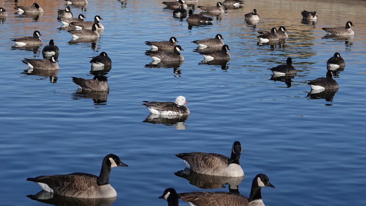 Ross's Goose - ML646207662