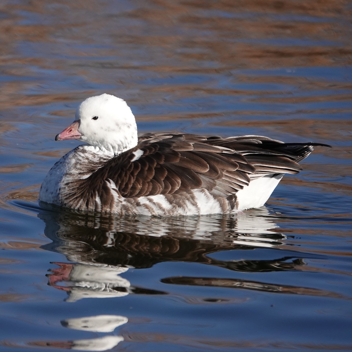 Ross's Goose - ML646207663