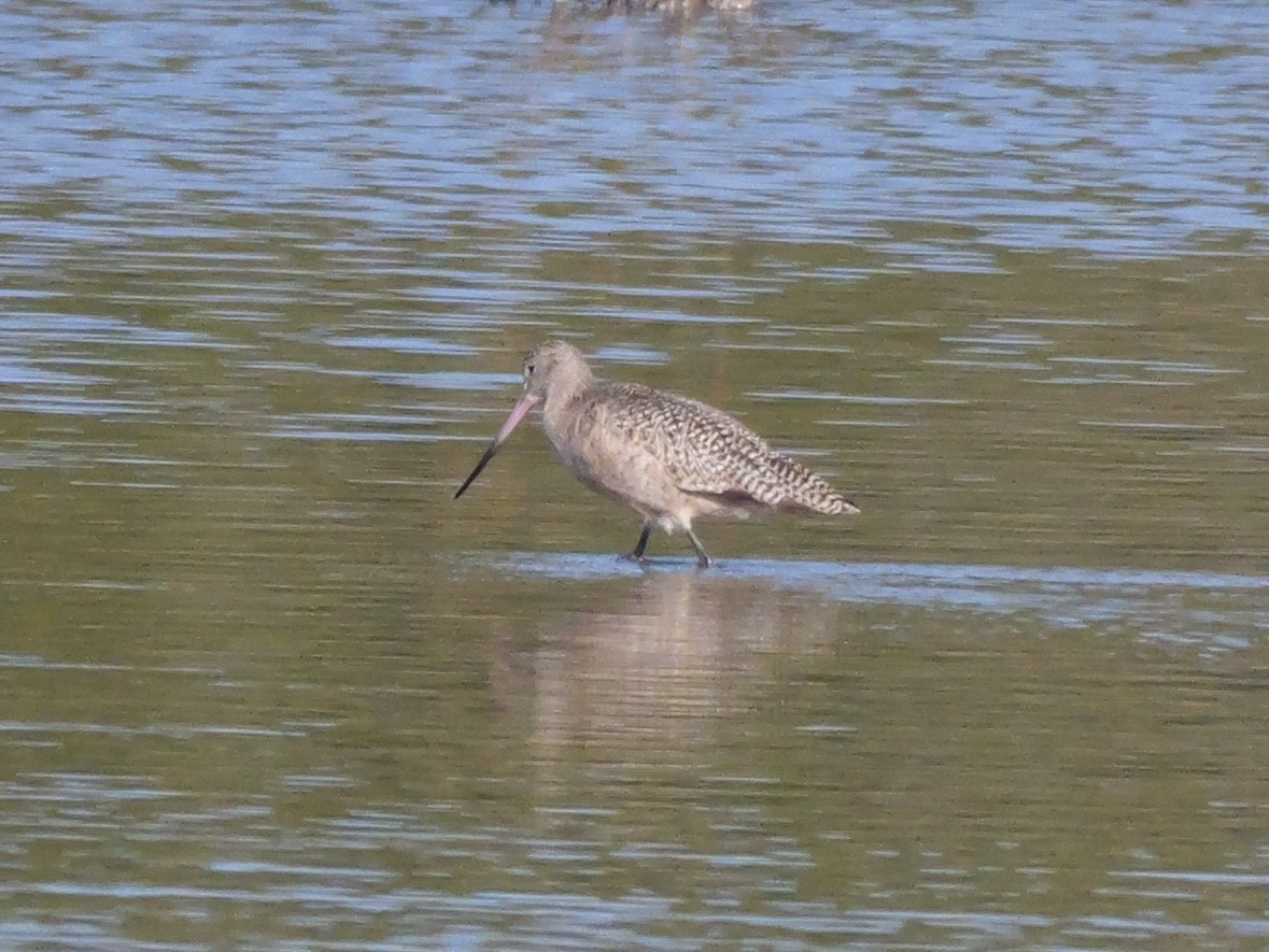 Marbled Godwit - ML646207664