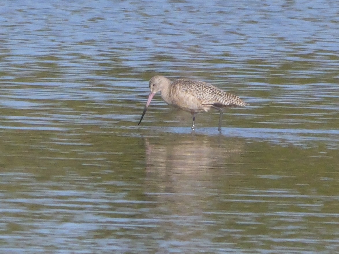 Marbled Godwit - ML646207665