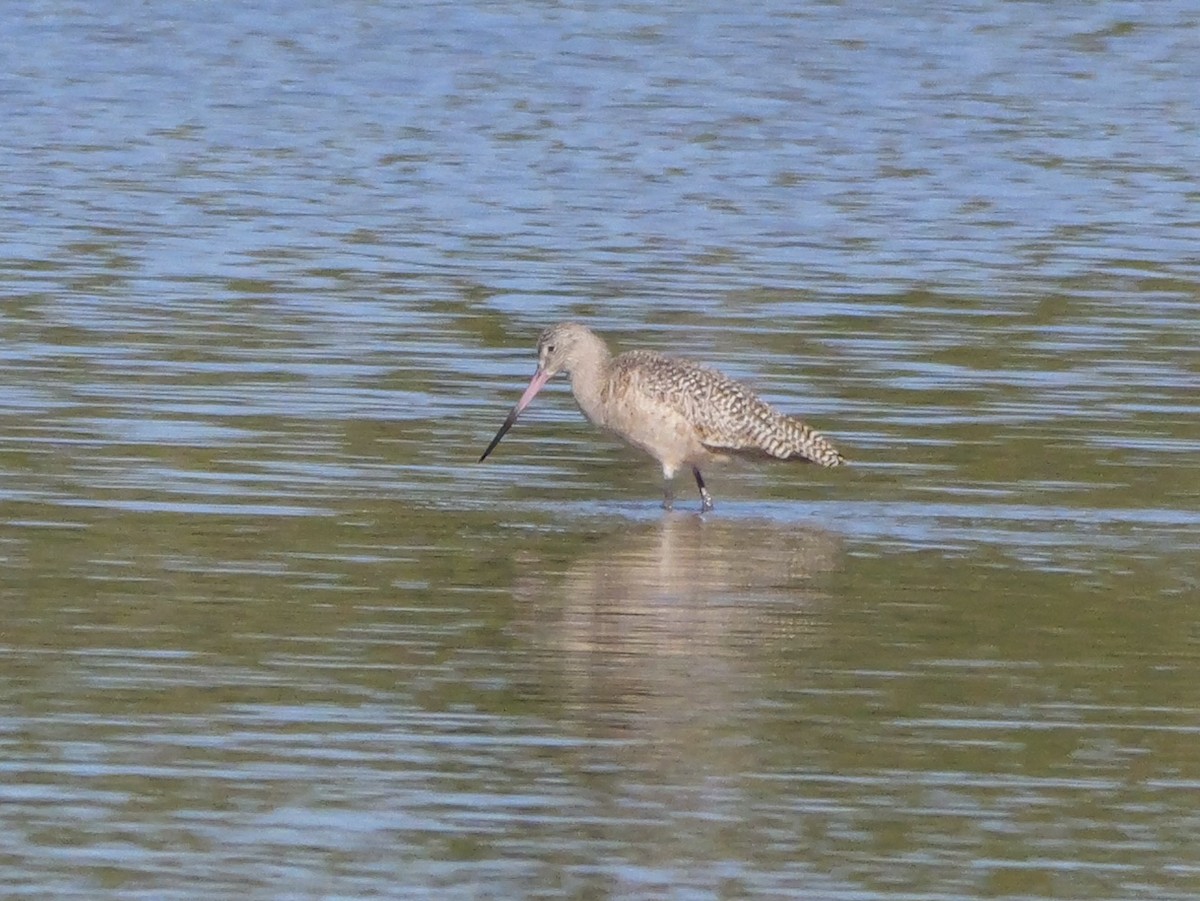 Marbled Godwit - ML646207666
