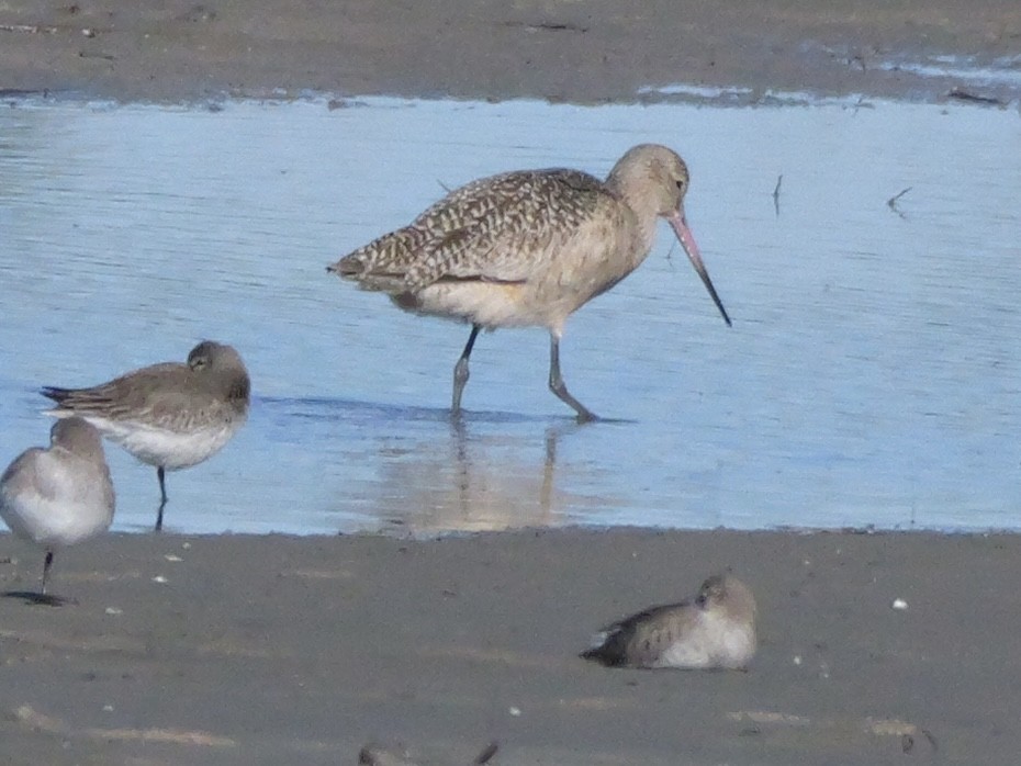 Marbled Godwit - ML646207667