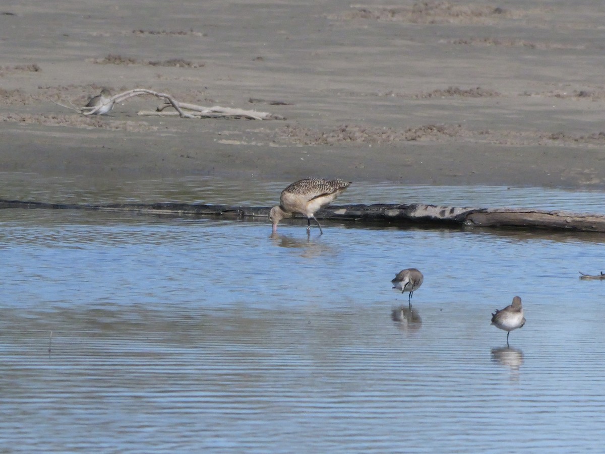Marbled Godwit - ML646207668