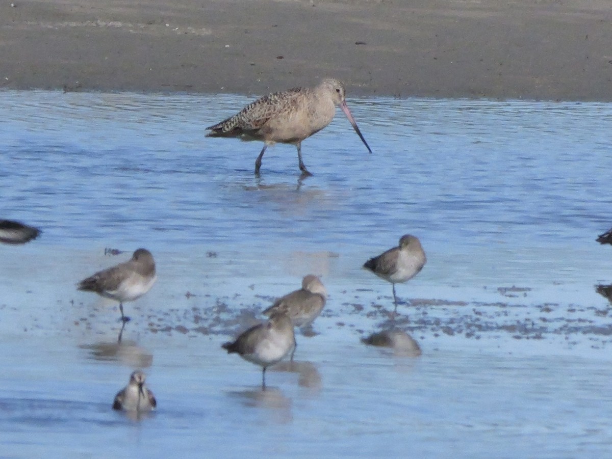 Marbled Godwit - ML646207669