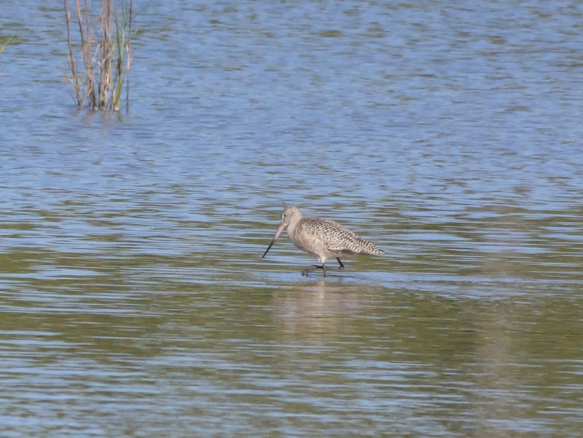 Marbled Godwit - ML646207670