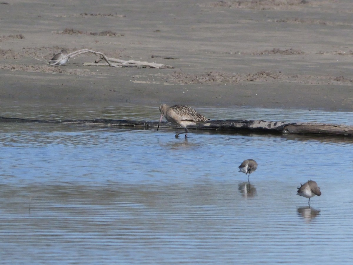 Marbled Godwit - ML646207671
