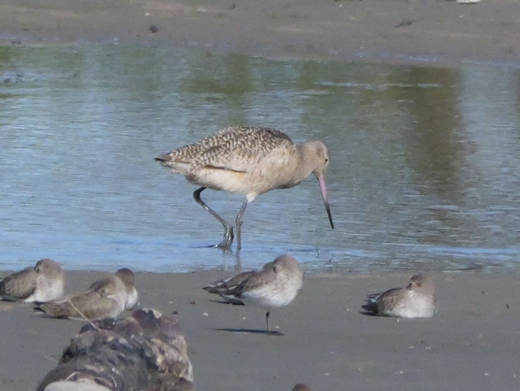 Marbled Godwit - ML646207672