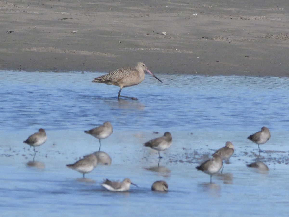 Marbled Godwit - ML646207673
