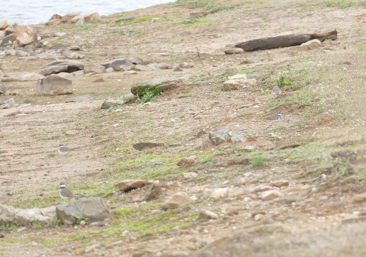 フタオビチドリ - ML646207674