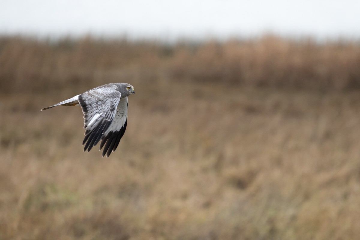 Northern Harrier - ML646207688