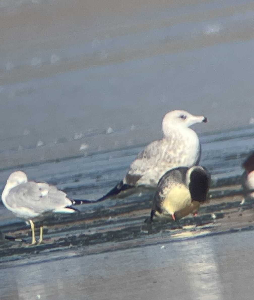 American Herring Gull - ML646207690