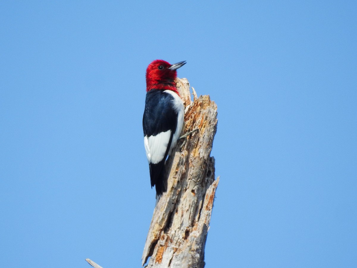 Гіла червоноголова - ML646207691