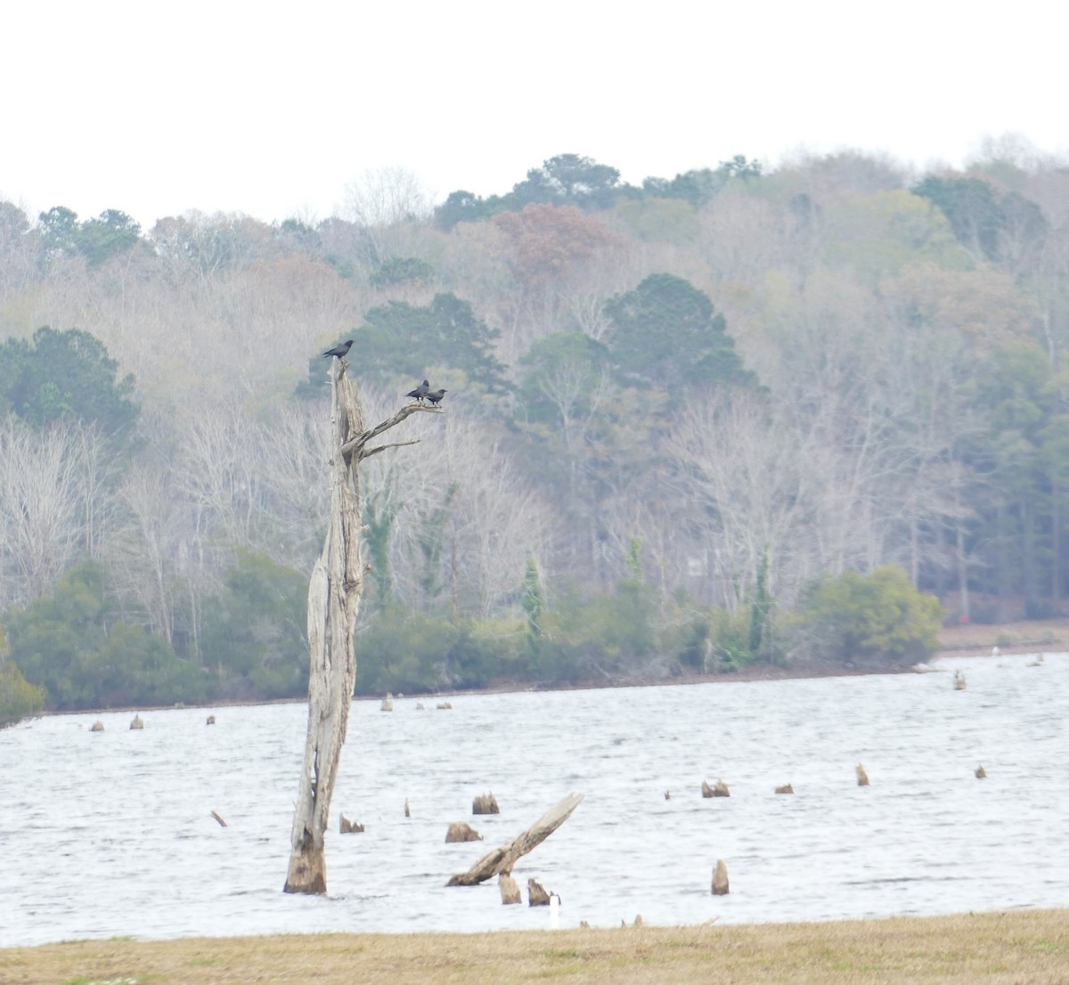 アメリカガラス - ML646207692