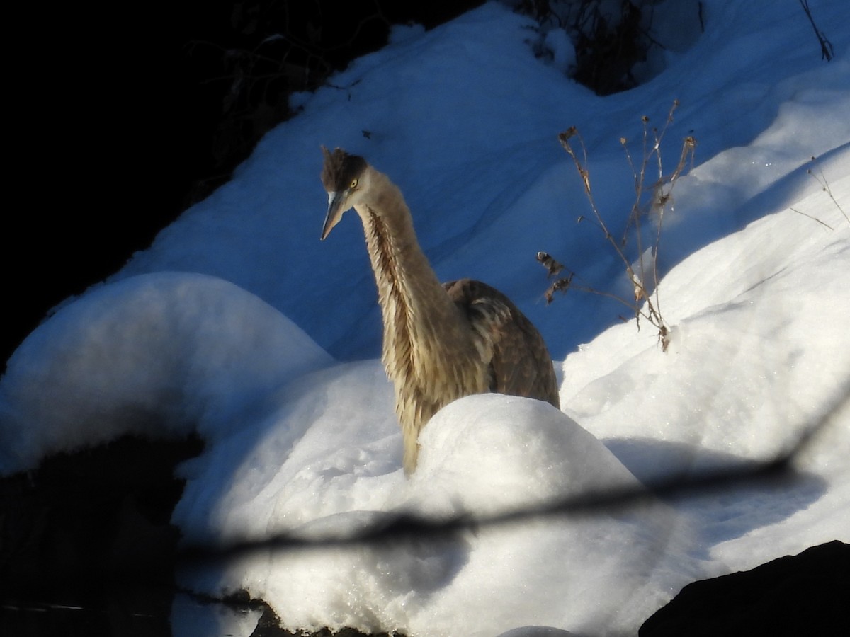 Great Blue Heron - ML646207700