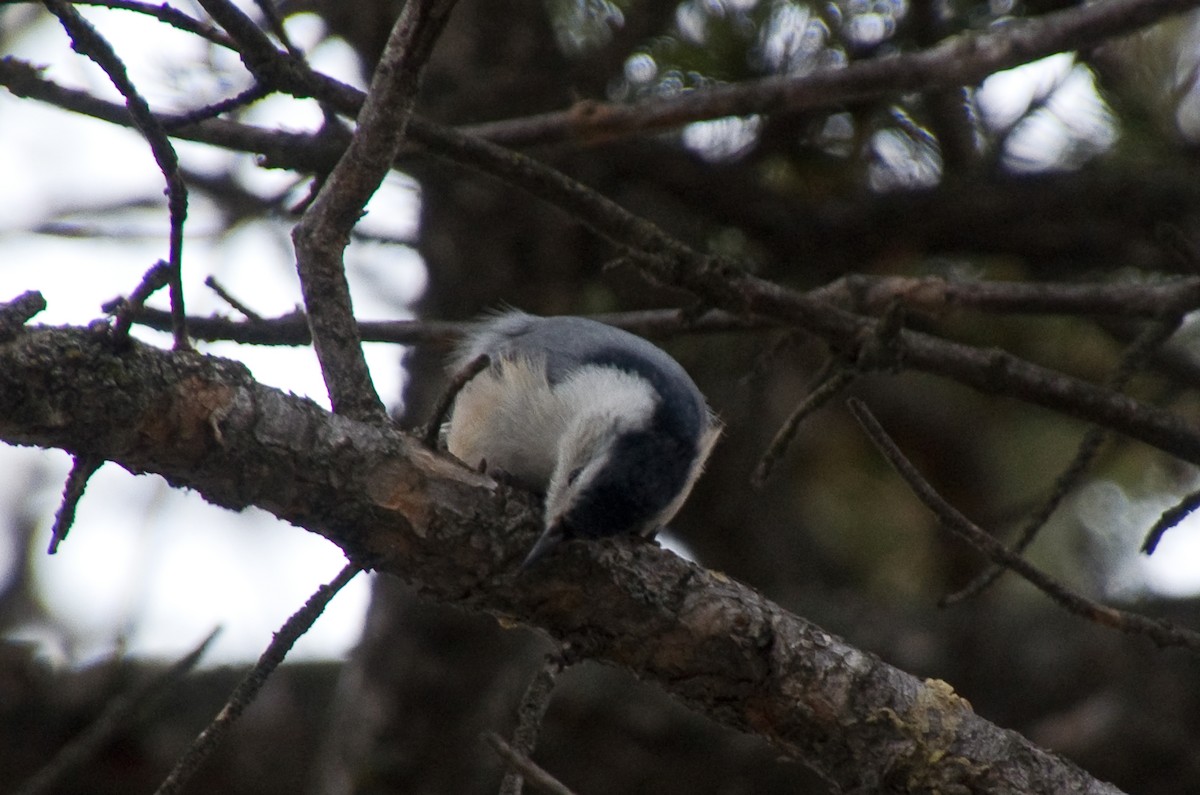 White-breasted Nuthatch - ML646207701