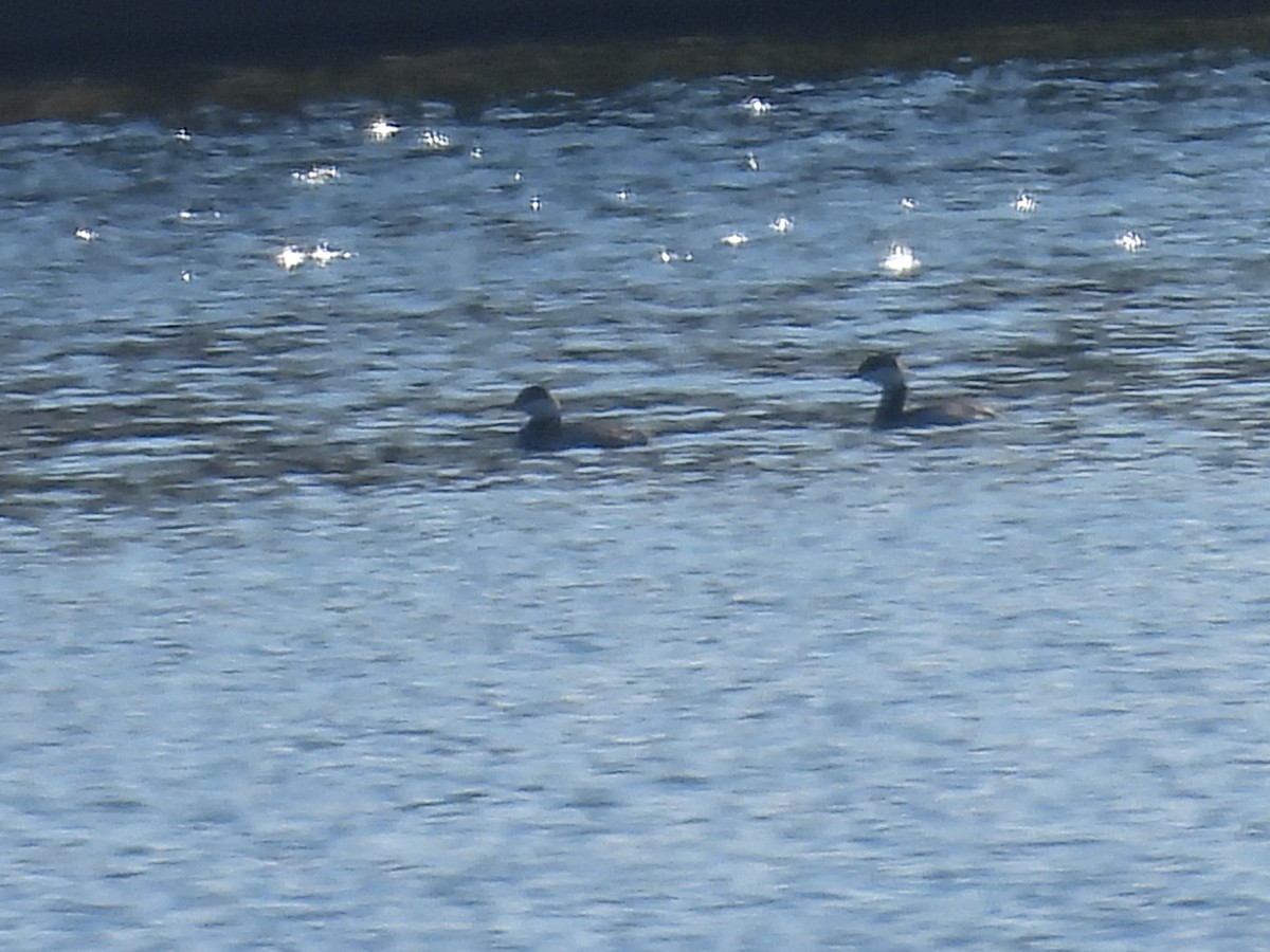 Horned Grebe - ML646207702