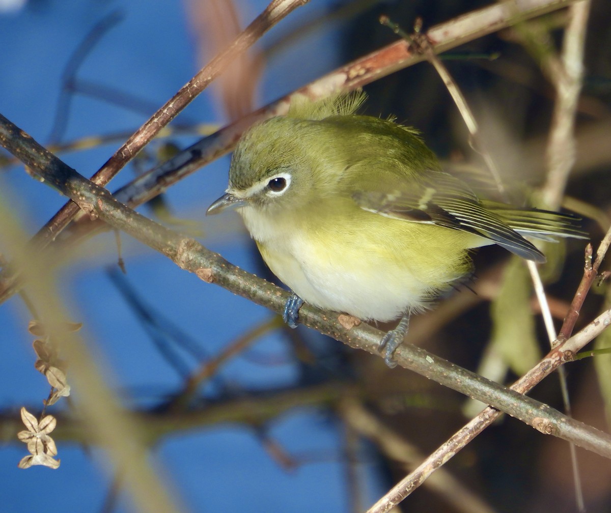 Blue-headed Vireo - ML646207703