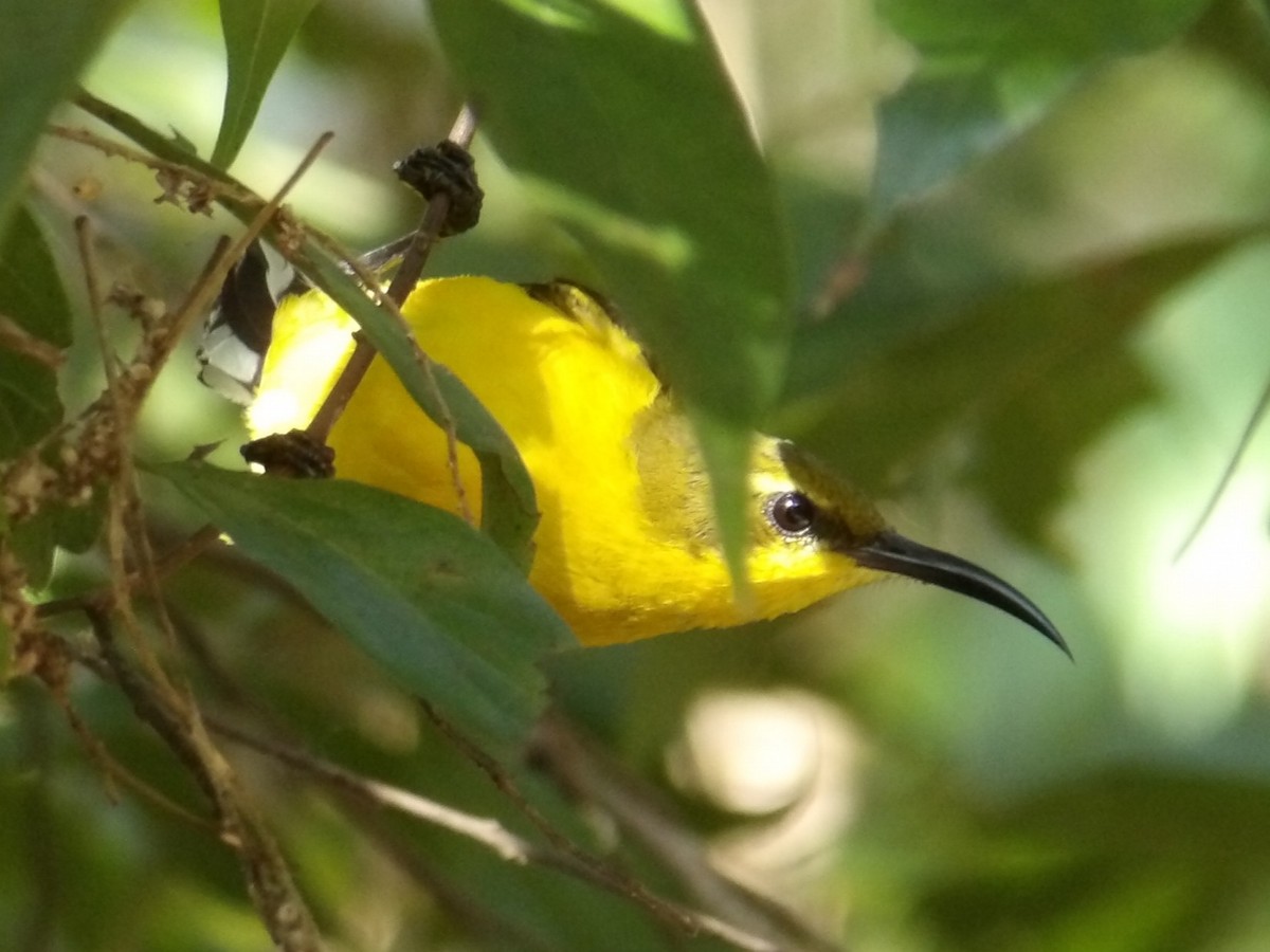 Sahul Sunbird - ML646207704