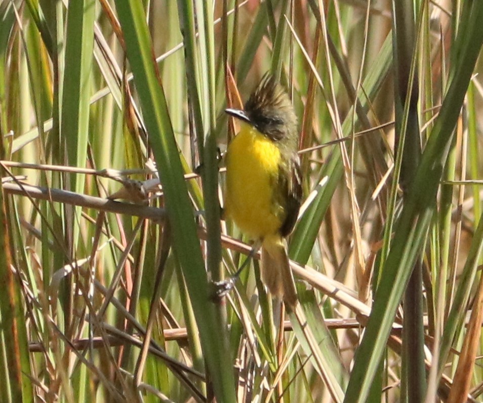 Crested Doradito - ML646207709