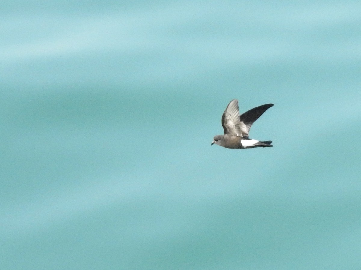 Wilson's Storm-Petrel - ML646207712