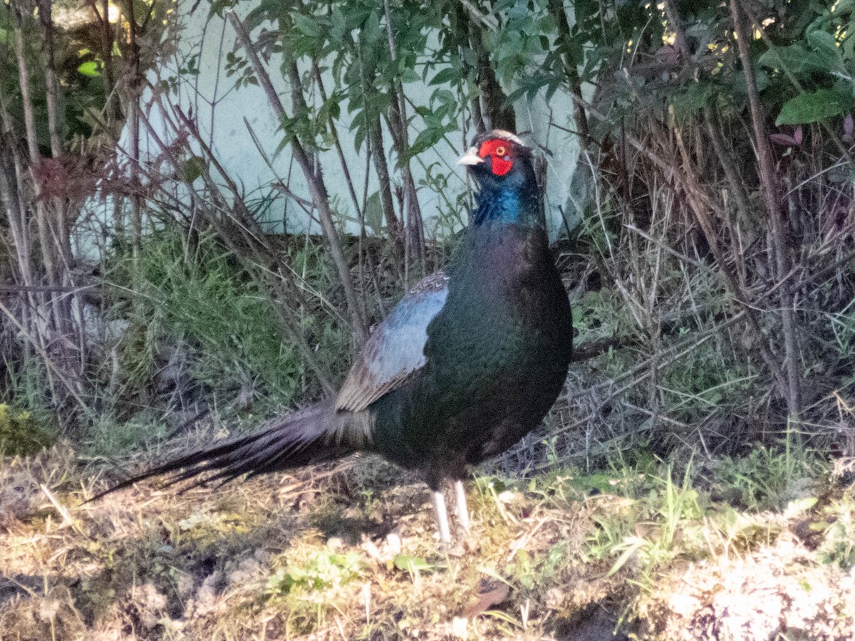 Green Pheasant - ML646207714