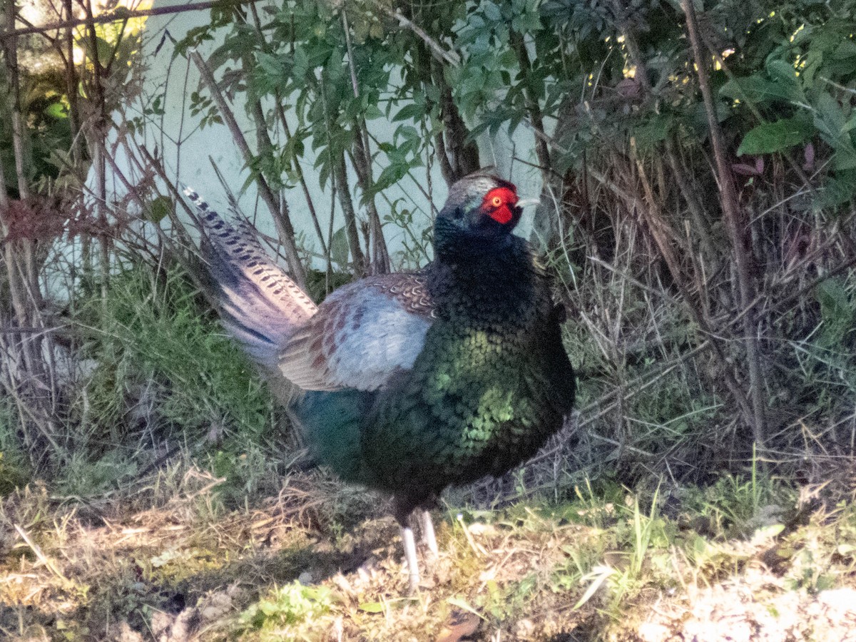 Green Pheasant - ML646207715