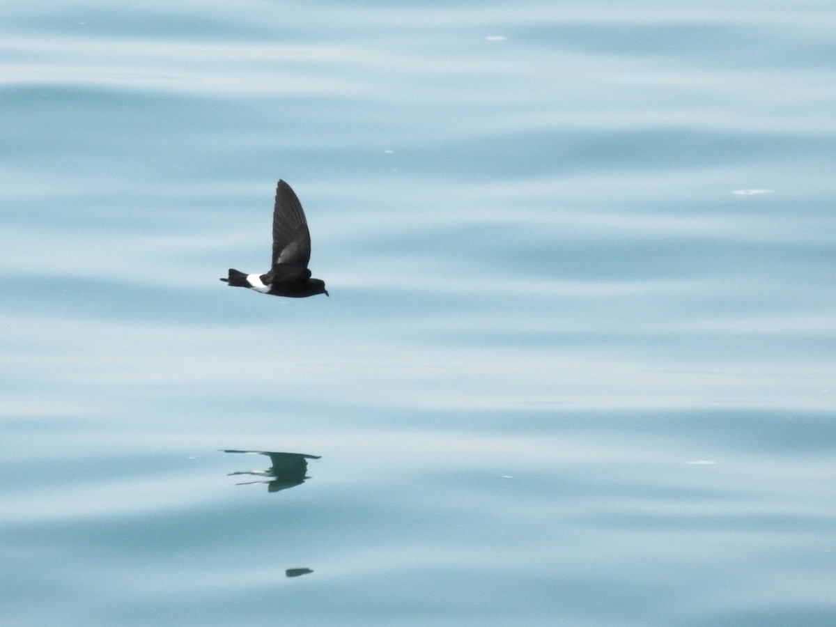 Wilson's Storm-Petrel - ML646207717